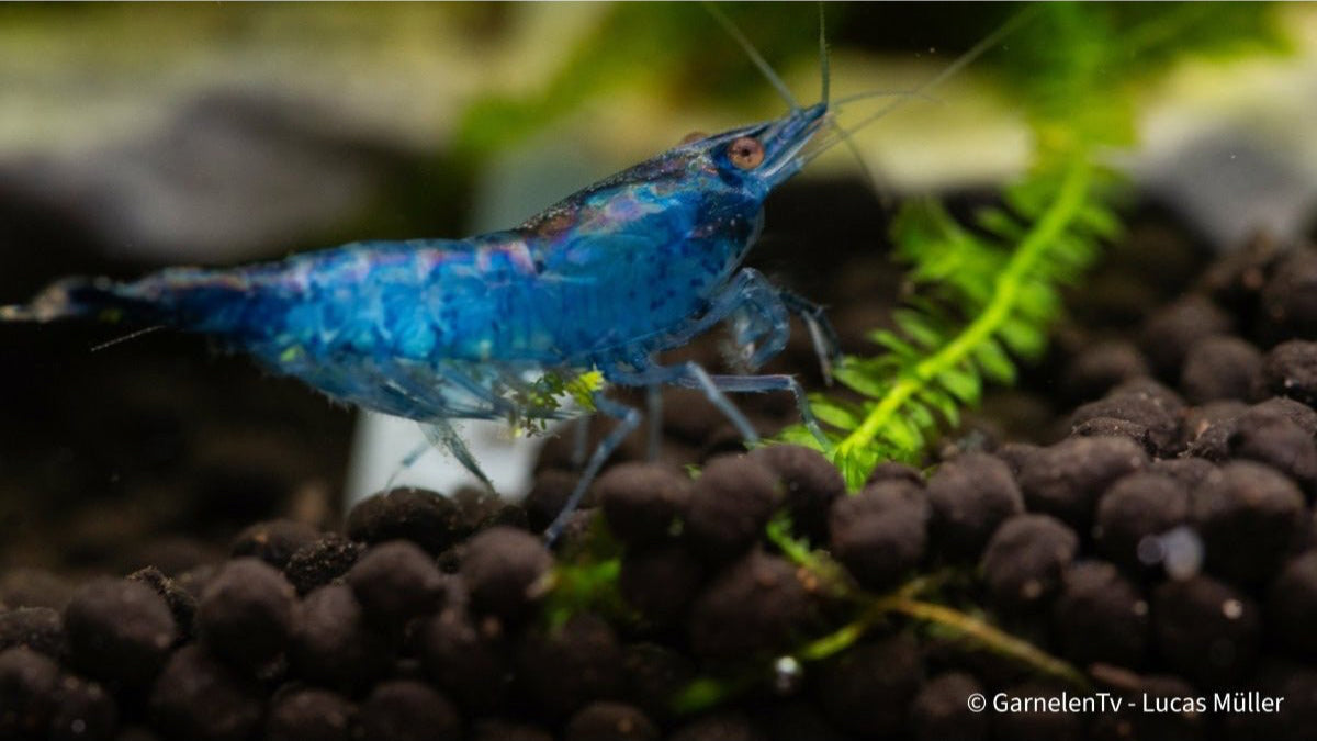Blue Carbon Rili Garnele zwischen Aquarienpflanzen