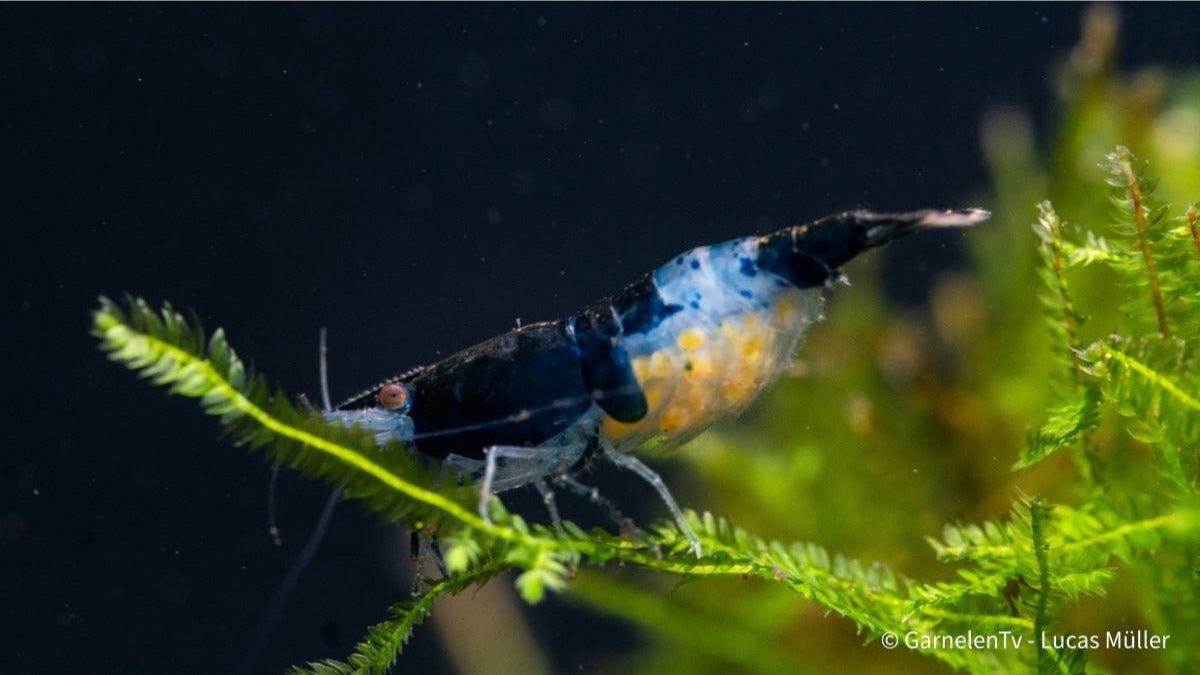 Nahaufnahme der Blue Carbon Rili Garnele