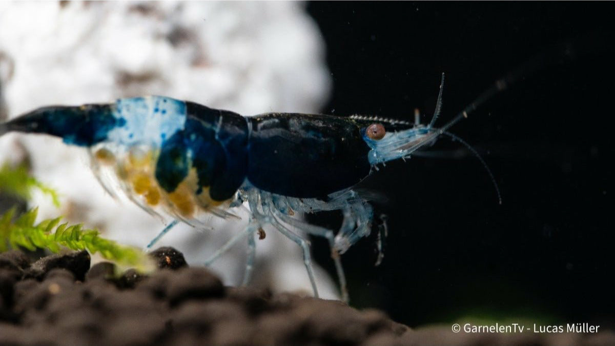 Blue/Black Rili Garnele - Blue Carbon Rili - Neocaridina davidi - GarnelenTv-Shop