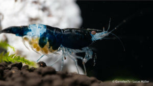 Blue/Black Rili Garnele - Blue Carbon Rili - Neocaridina davidi - GarnelenTv-Shop