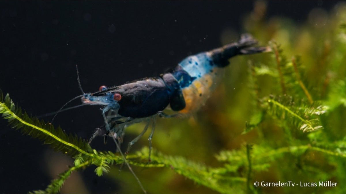 Blue Rili Garnele im Schwarm mit anderen Garnelen