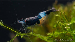 Blue Rili Garnele im Schwarm mit anderen Garnelen