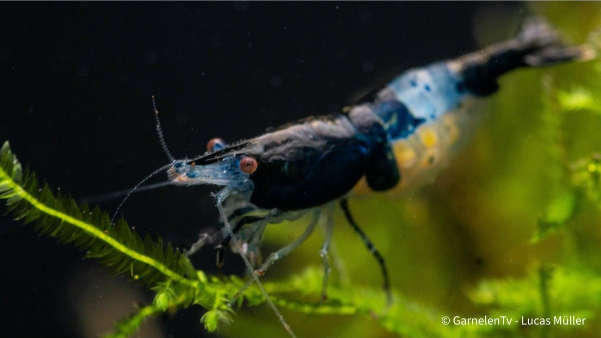 Detailansicht einer Blue Rili Garnele