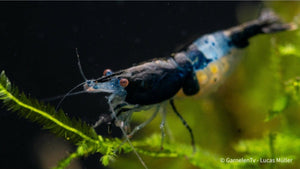 Detailansicht einer Blue Rili Garnele