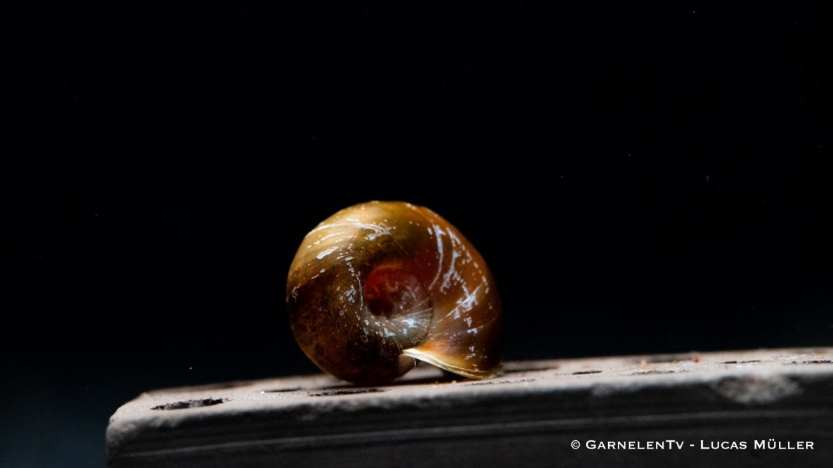 Braune Posthornschnecke - Planorbella duryi duryi - GarnelenTv-Shop

Planorbella duryi duryi kriecht über Aquariumboden

