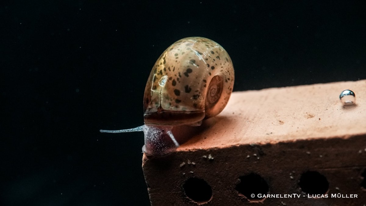 Braune Posthornschnecke - Planorbella duryi duryi - GarnelenTv-Shop

Braune Posthornschnecke mit spiralförmiger Schale im Aquarium

