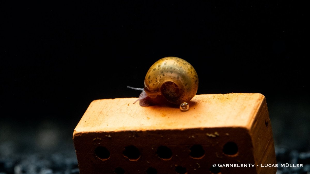 Braune Posthornschnecke - Planorbella duryi duryi - GarnelenTv-Shop

Eikapseln der Braunen Posthornschnecke an Pflanzen im Aquarium

