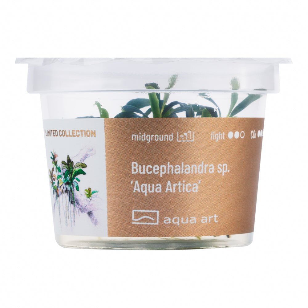 Seltene Bucephalandra &#39;Aqua Artica&#39; auf Wurzel im Aquarium