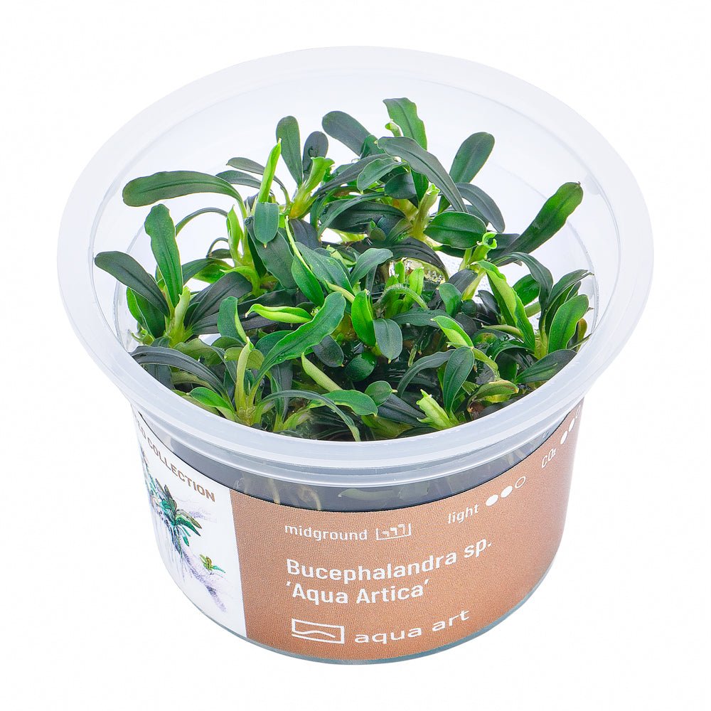 Bucephalandra sp. ’Aqua Artica’ - InVitro - GarnelenTv-Shop

Bucephalandra 'Aqua Artica' InVitro im Aquarium
