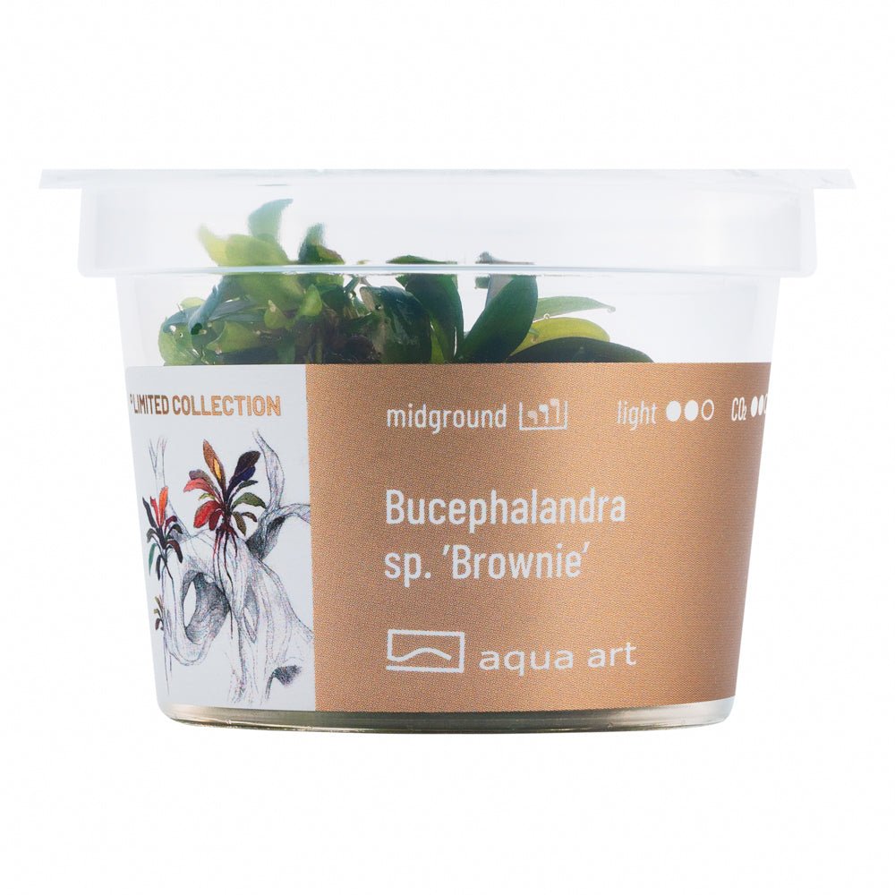 Bucephalandra sp. ’Brownie’ - InVitro - GarnelenTv-Shop

Bucephalandra sp. 'Brownie' InVitro mit braunroten Blättern
