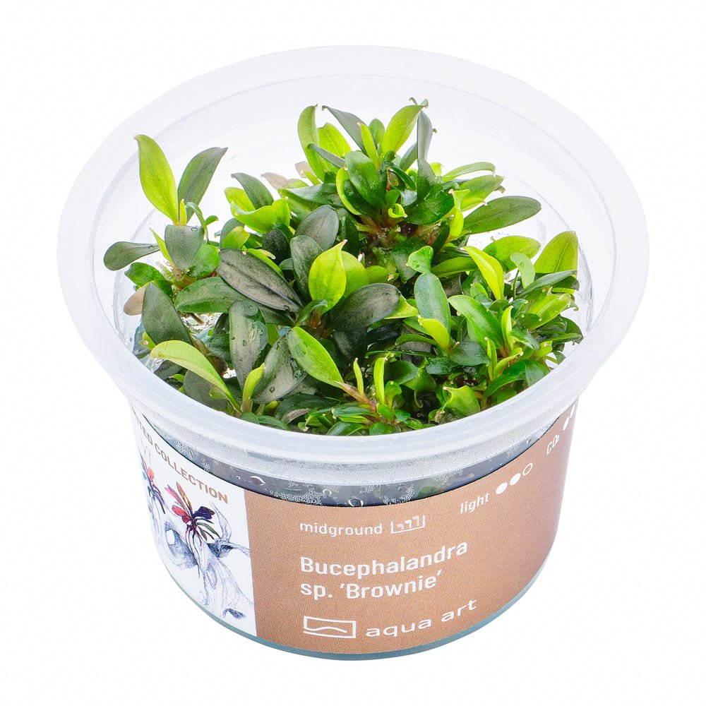 Bucephalandra sp. ’Brownie’ - InVitro - GarnelenTv-Shop

Bucephalandra sp. 'Brownie' InVitro mit braunroten Blättern
