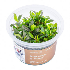 Bucephalandra sp. ’Brownie’ - InVitro - GarnelenTv-Shop

Bucephalandra sp. 'Brownie' InVitro mit braunroten Blättern
