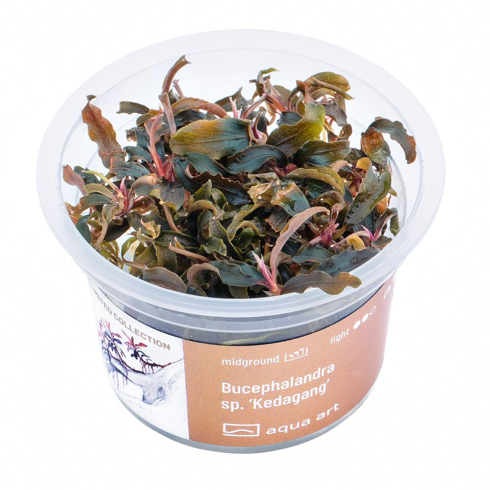 Bucephalandra sp. ’Kedagang’ - InVitro - GarnelenTv-Shop

Bucephalandra sp. 'Kedagang' InVitro – dunkle, geriffelte Blätter
