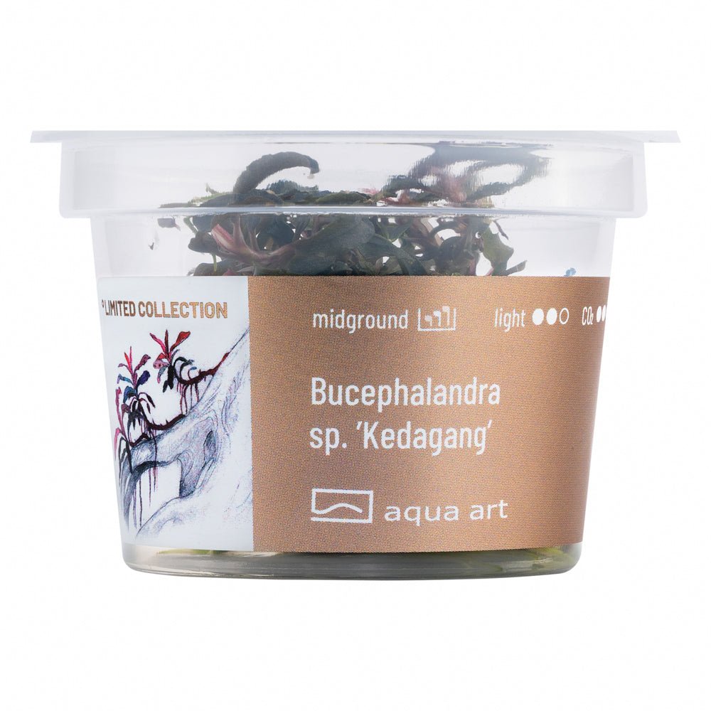 Bucephalandra sp. ’Kedagang’ - InVitro - GarnelenTv-Shop

Bucephalandra sp. 'Kedagang' InVitro – dunkle, geriffelte Blätter
