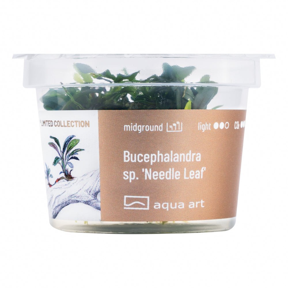 Bucephalandra sp. ’Needle Leaf’ - InVitro - GarnelenTv-Shop

Bucephalandra sp. &#39;Needle Leaf&#39; auf Wurzeln im Aquarium

