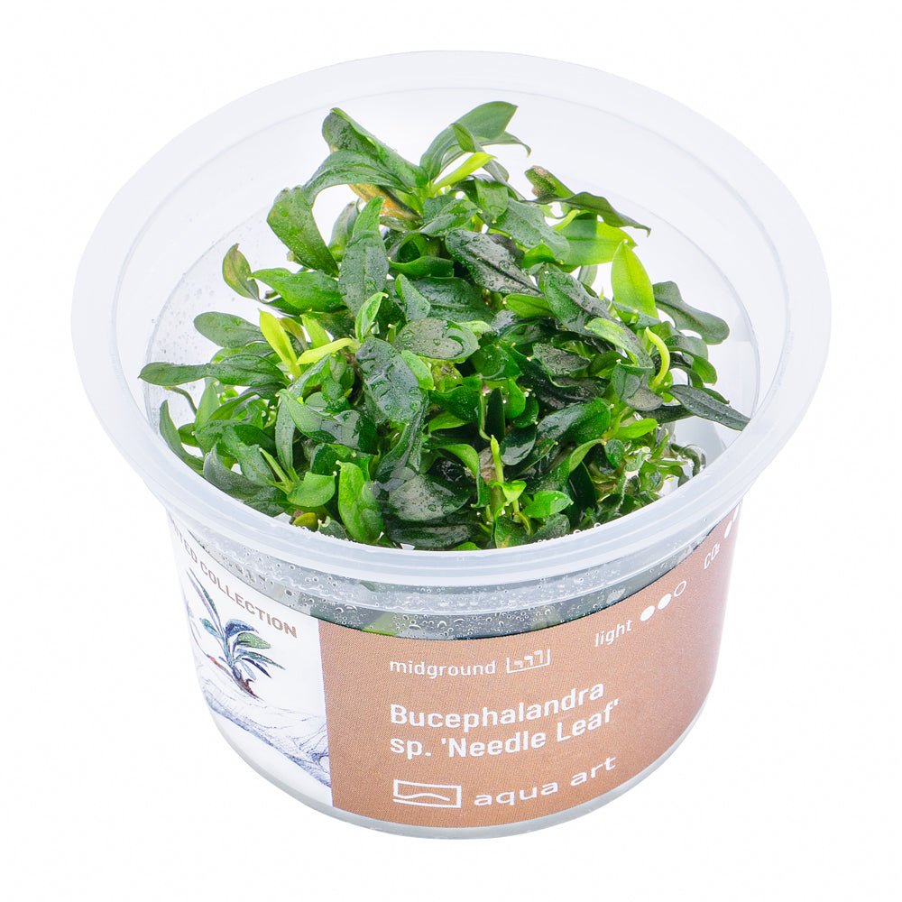 Bucephalandra sp. ’Needle Leaf’ - InVitro - GarnelenTv-Shop

Bucephalandra sp. 'Needle Leaf' InVitro – Nadelförmige Blätter
