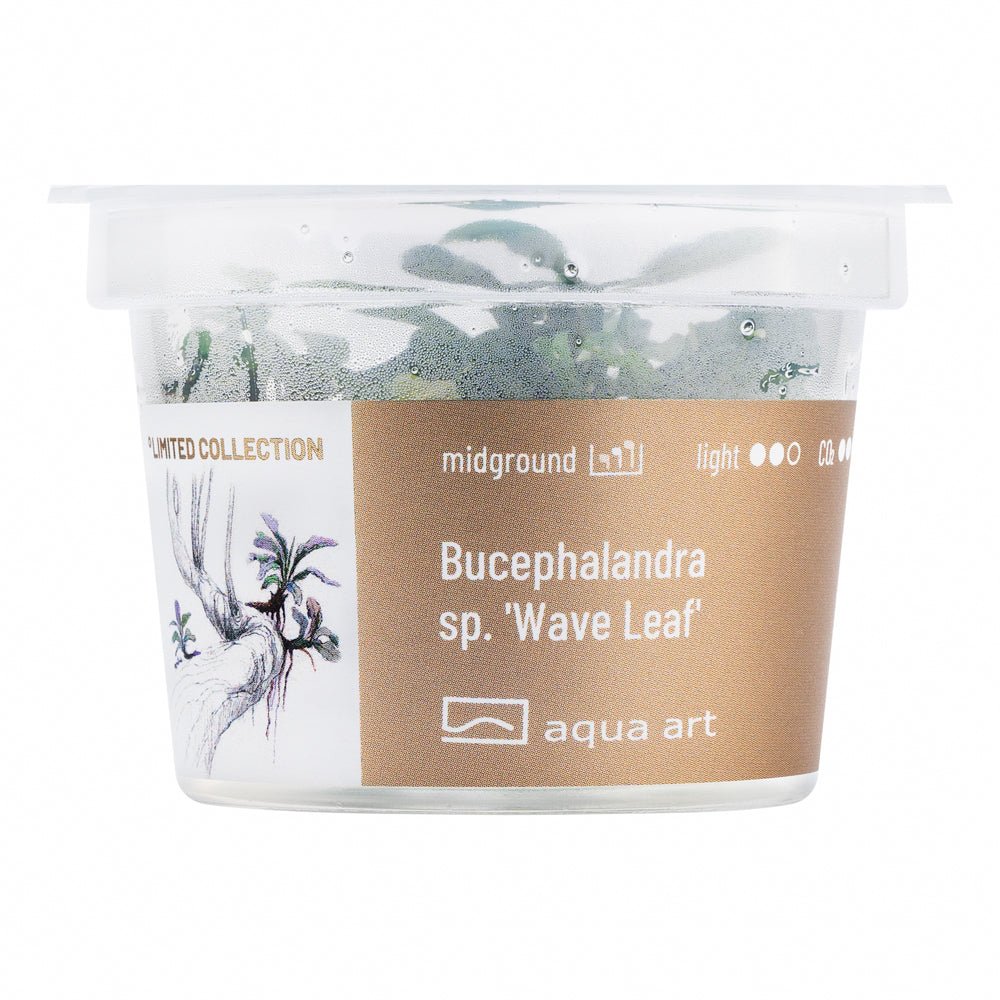 Bucephalandra sp. &#39;Wave Leaf&#39; auf Wurzeln im Aquarium