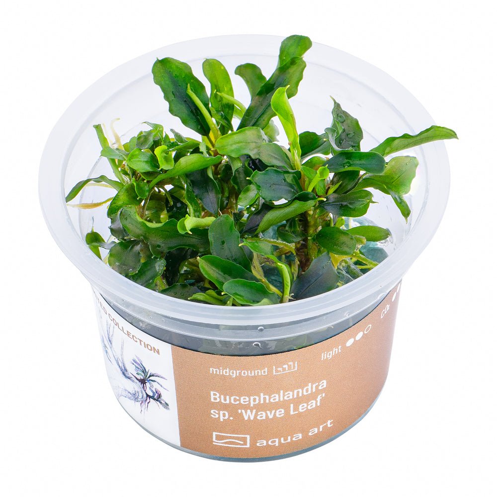Bucephalandra sp.’Wave Leaf’ - InVitro - GarnelenTv-Shop

Bucephalandra sp. 'Wave Leaf' InVitro – Dunkelgrüne Wellenblätter
