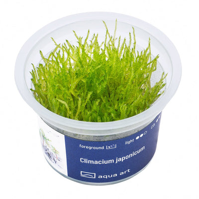 Climacium japonicum - InVitro | Javamoos