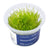 Climacium japonicum - InVitro - GarnelenTv-Shop

Climacium japonicum InVitro – Palmenförmiges Moos für Aquarium
