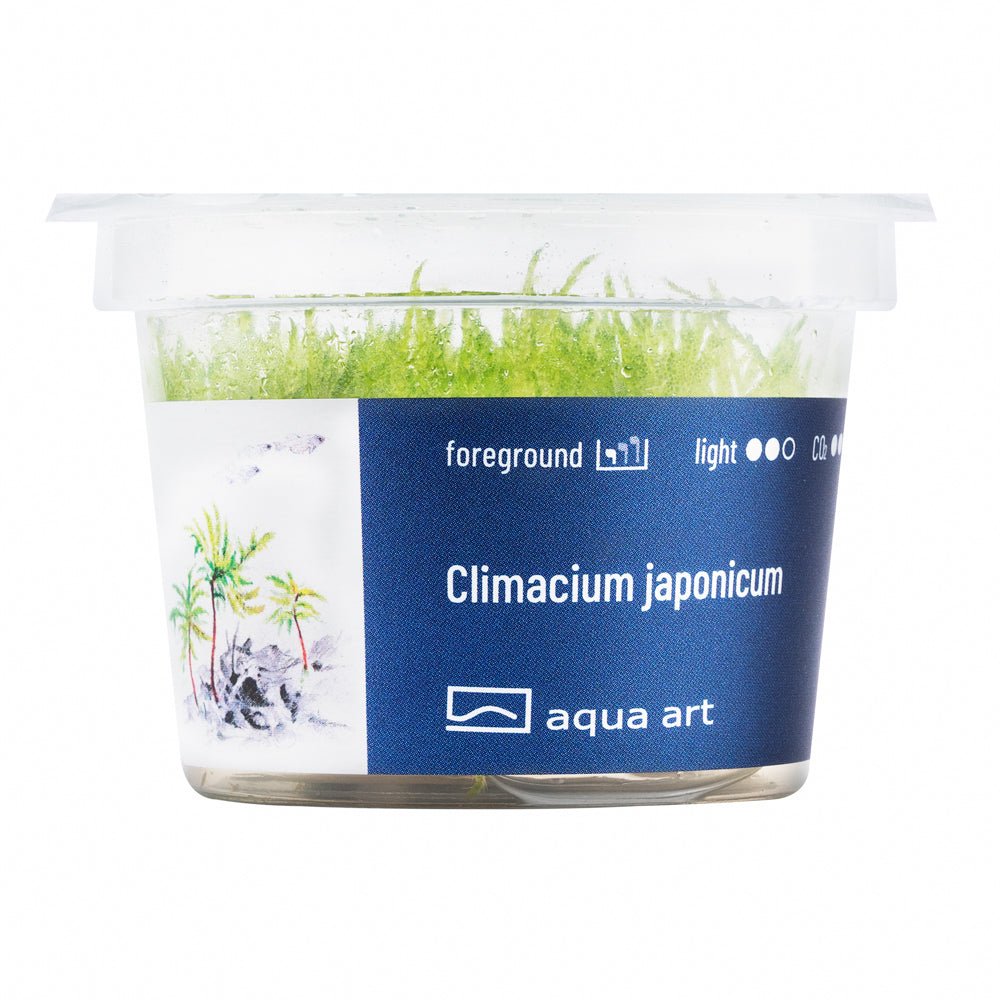 Climacium japonicum - InVitro - GarnelenTv-Shop

Climacium japonicum Moos auf Wurzeln und Steinen im Aquarium

