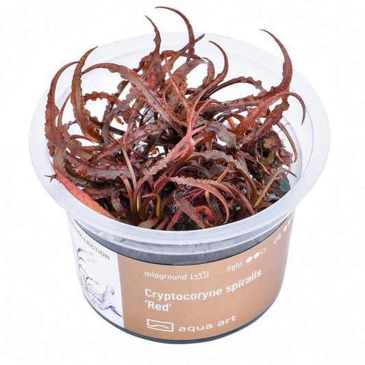Cryptocoryne spiralis 'Red' - InVitro - GarnelenTv-Shop

Cryptocoryne spiralis 'Red' InVitro – Hintergrundpflanze mit roten Blättern
