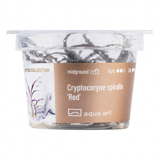 Cryptocoryne spiralis 'Red' - InVitro - GarnelenTv-Shop

Seltene Cryptocoryne spiralis 'Red' Pflanze im Aquarium

