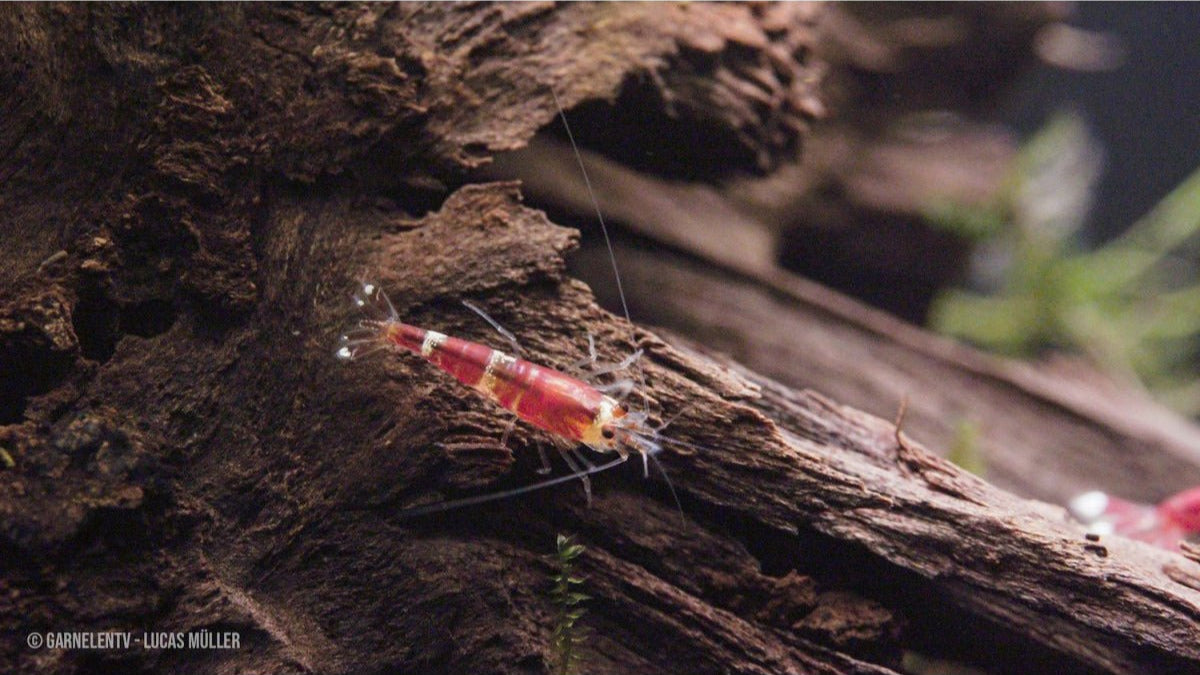Caridina logemanni Crystal Red – Nachzuchten in bester Qualität