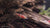Crystal Red Garnele - Caridina logemanni "Crystal Red" K0 (DNZ) - GarnelenTv-Shop

Crystal Red Garnele K0 – Beliebte rot-weiße Garnelen im Aquarium

