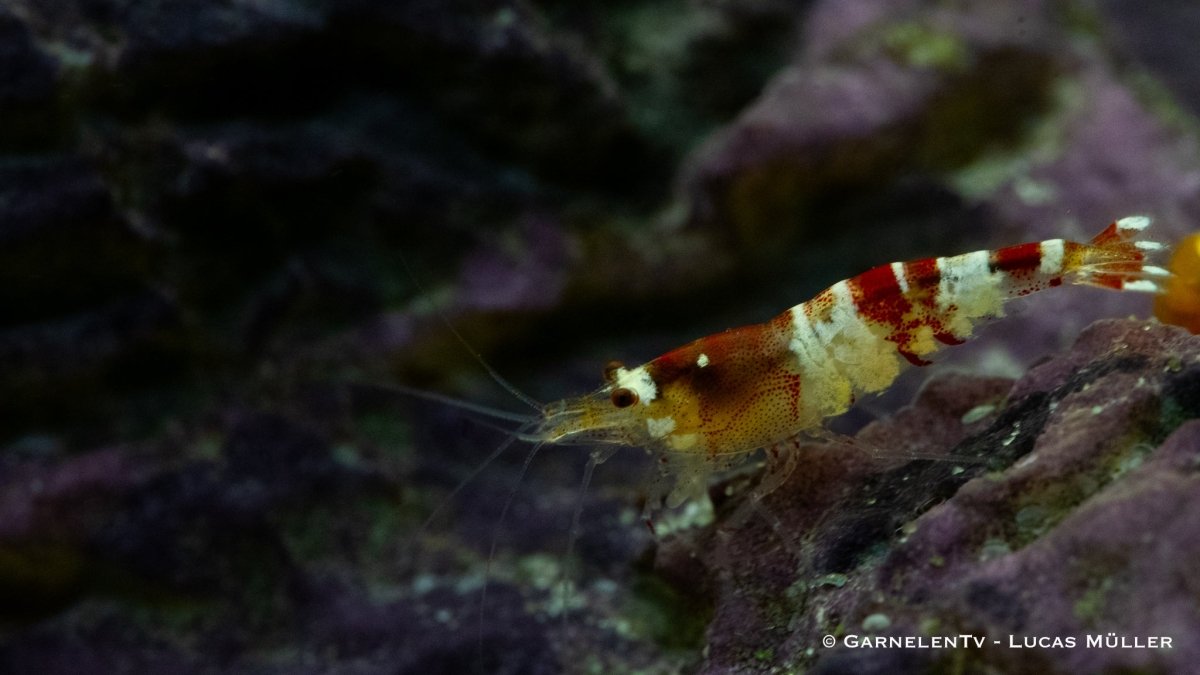 Crystal Red Garnele - Caridina logemanni "Crystal Red" K0 (DNZ) - GarnelenTv-Shop

Crystal Red Garnele K0 – Beliebte rot-weiße Garnelen im Aquarium

