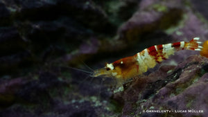 Crystal Red Garnele - Caridina logemanni "Crystal Red" K0 (DNZ) - GarnelenTv-Shop

Crystal Red Garnele K0 – Beliebte rot-weiße Garnelen im Aquarium

