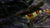 Crystal Red Garnele - Caridina logemanni "Crystal Red" K0 (DNZ) - GarnelenTv-Shop

Crystal Red Garnele K0 – Beliebte rot-weiße Garnelen im Aquarium

