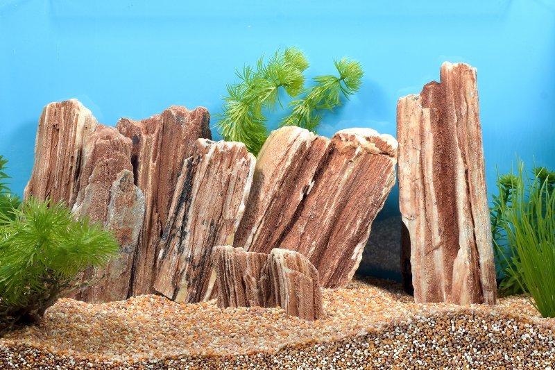 Dekostein versteinertes Holz - GarnelenTv-Shop

Dekostein versteinertes Holz – Natürliche Stein-Dekoration

