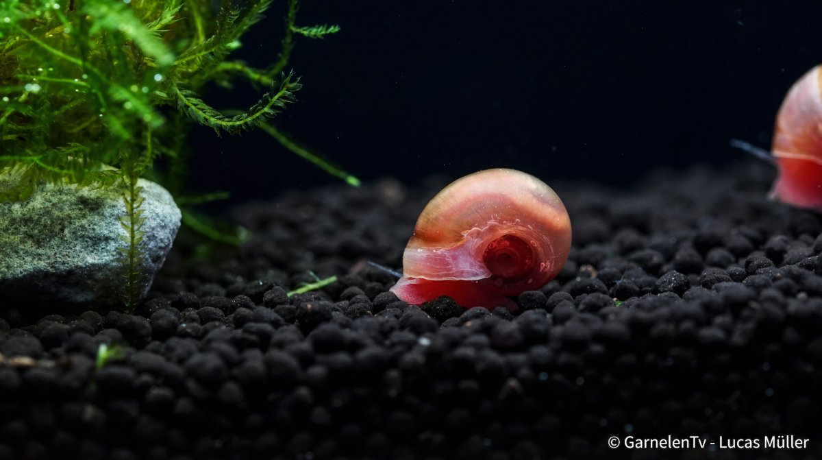 Die Rosa Posthornschnecke - Planorbella duryi duryi (DZN) - GarnelenTv-Shop

Rosa Posthornschnecke Planorbella duryi im Aquarium

