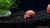 Die Rosa Posthornschnecke - Planorbella duryi duryi (DZN) - GarnelenTv-Shop

Rosa Posthornschnecke Planorbella duryi im Aquarium

