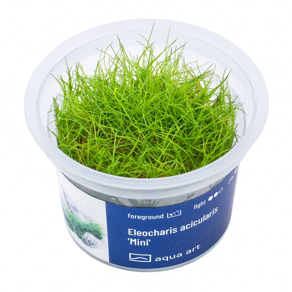 Eleocharis acicularis 'Mini' - InVitro - GarnelenTv-Shop

Eleocharis acicularis 'Mini' InVitro – Aquarienpflanze für den Vordergrund

