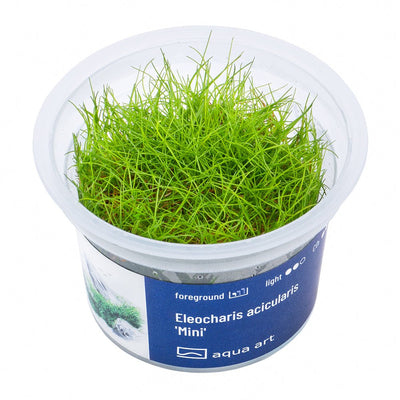 Eleocharis acicularis 'Mini' - InVitro