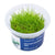 Eleocharis acicularis 'Mini' - InVitro - GarnelenTv-Shop

Eleocharis acicularis 'Mini' InVitro – Aquarienpflanze für den Vordergrund
