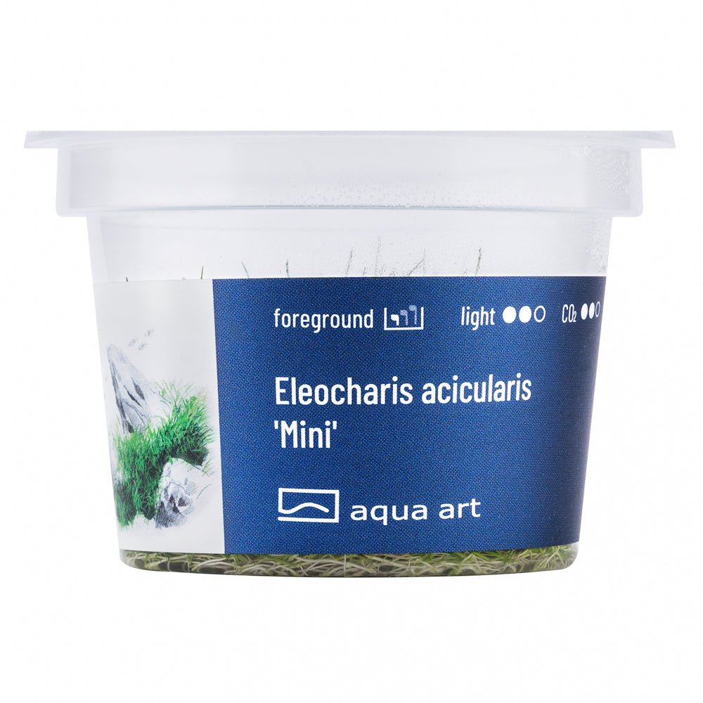 Eleocharis acicularis &#39;Mini&#39; - InVitro - GarnelenTv-Shop

Kompakte Vordergrundpflanze Eleocharis acicularis &#39;Mini&#39; im Aquarium

