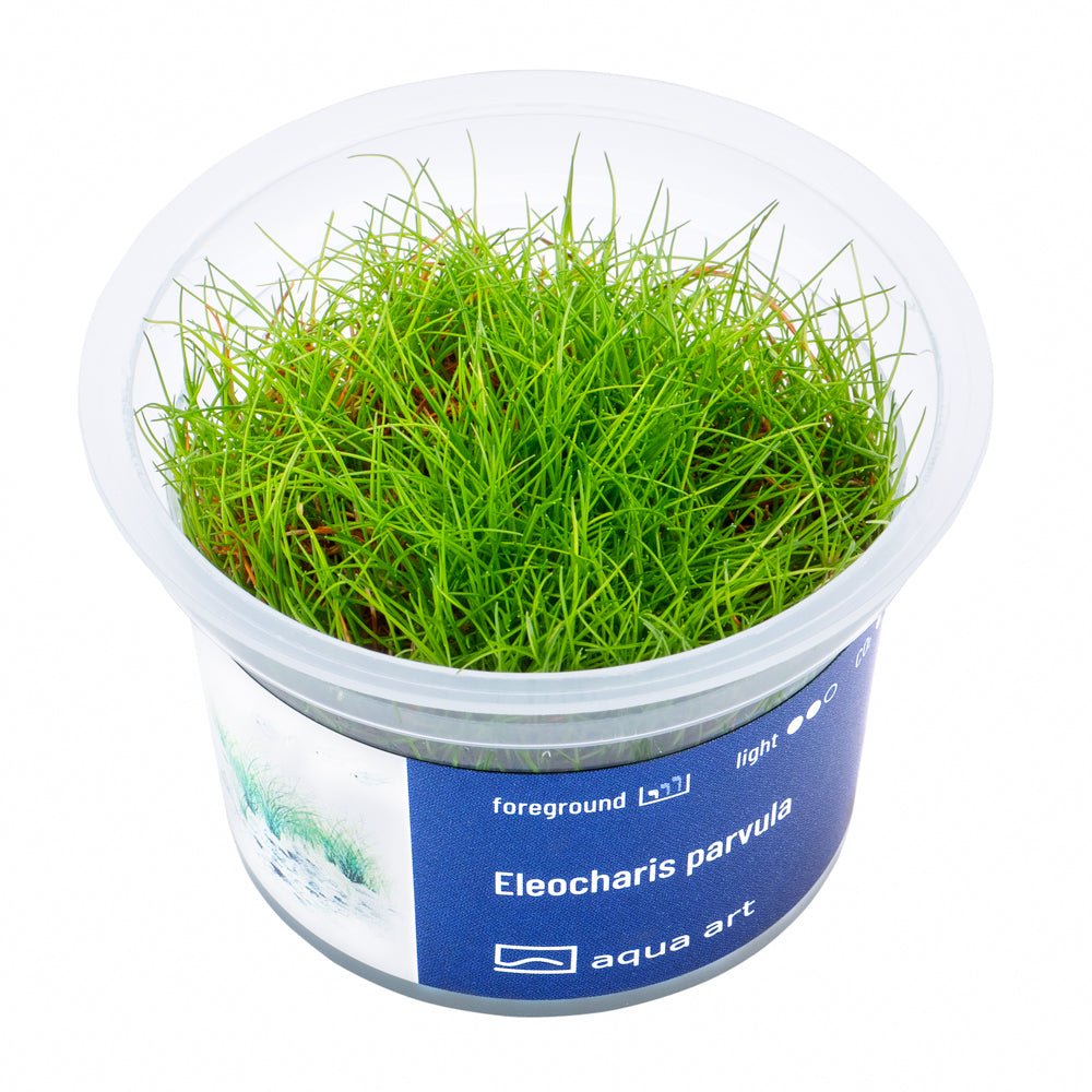 Eleocharis parvula - InVitro - GarnelenTv-Shop

Eleocharis parvula InVitro – Vordergrundpflanze für Aquarien

