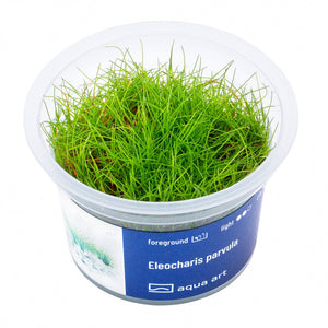 Eleocharis parvula - InVitro - GarnelenTv-Shop

Eleocharis parvula InVitro – Vordergrundpflanze für Aquarien
