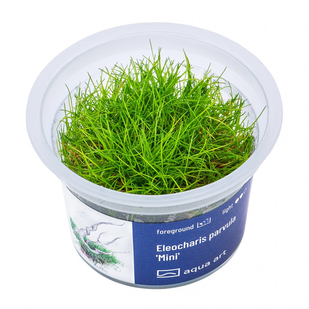 Eleocharis parvula ’Mini’ - InVitro - GarnelenTv-Shop

Eleocharis parvula ’Mini’ InVitro – Miniaturpflanze für das Aquarium
