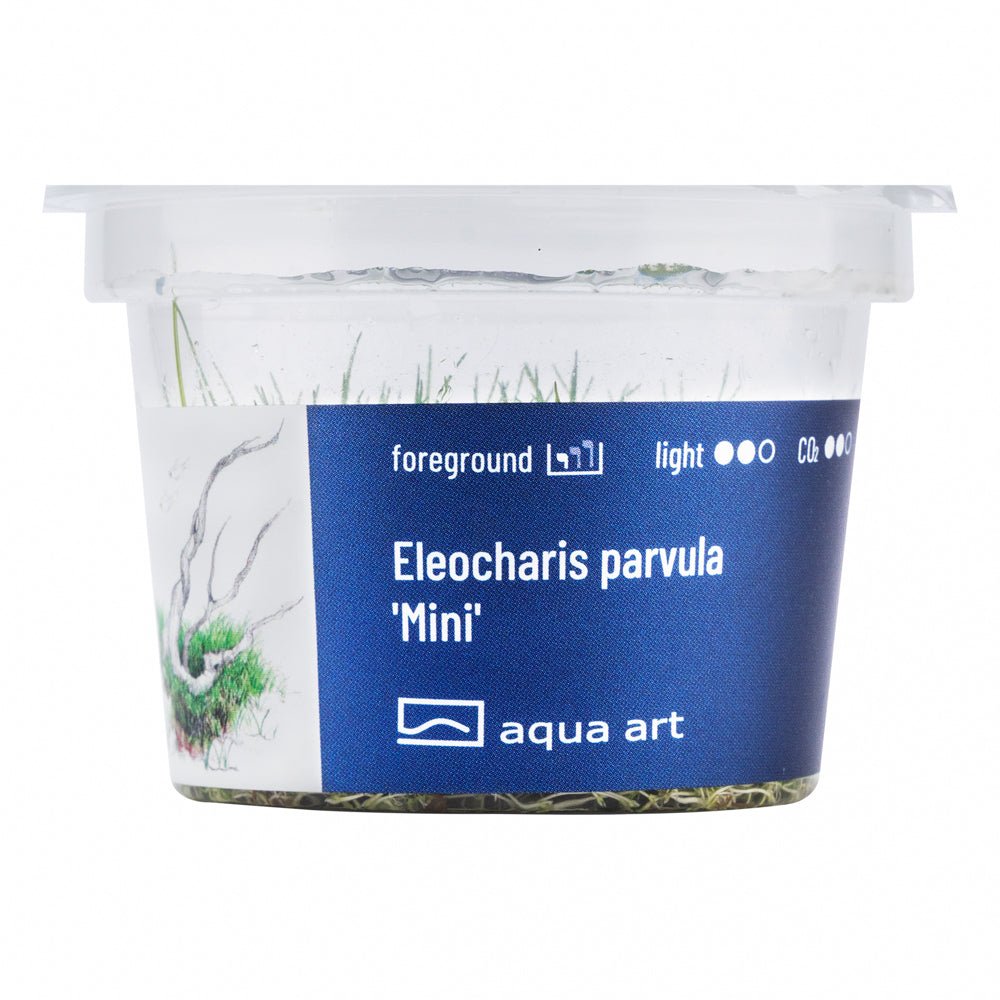 Eleocharis parvula ’Mini’ - InVitro - GarnelenTv-Shop

Grüner Rasen von Eleocharis parvula ’Mini’ im Vordergrund eines Aquariums

