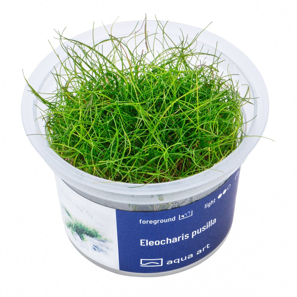 Eleocharis pusilla - InVitro - GarnelenTv-Shop

Eleocharis pusilla InVitro – Dichte Vordergrundpflanze im Aquarium
