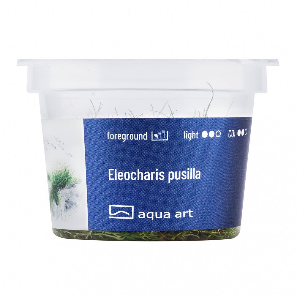 Eleocharis pusilla - InVitro - GarnelenTv-Shop

Eleocharis pusilla InVitro – Dichte Vordergrundpflanze im Aquarium
