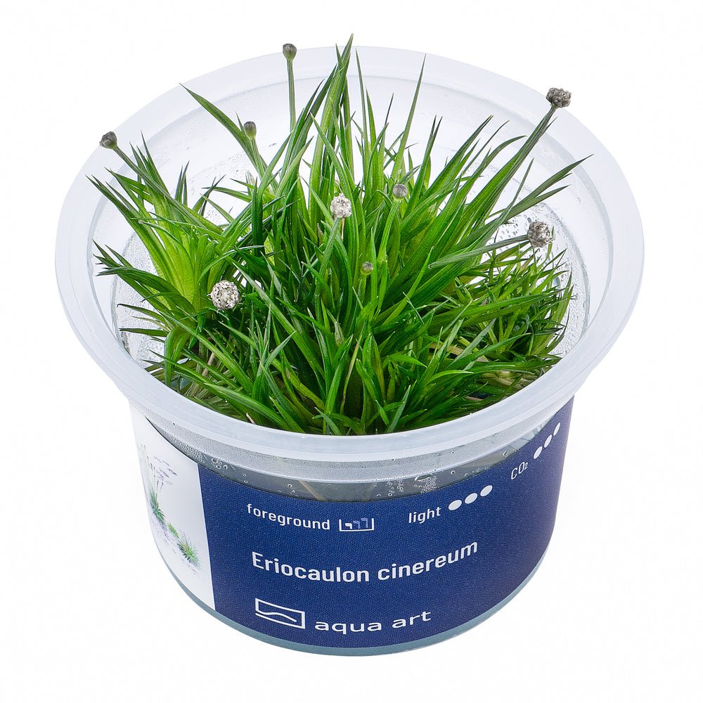 Eriocaulon cinereum - InVitro - GarnelenTv-Shop

Eriocaulon cinereum InVitro – Vordergrundpflanze im Aquarium
