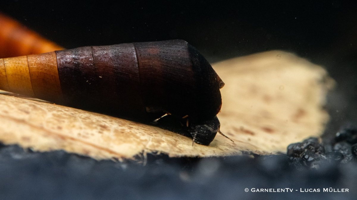 "Faunus sp. Cappuccinoschnecke" - GarnelenTv-Shop

Cappuccinoschnecke mit braunem Gehäuse im Aquarium

