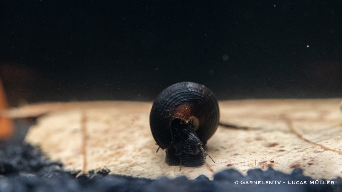 Faunus ater Schnecke auf Sandboden im Becken

