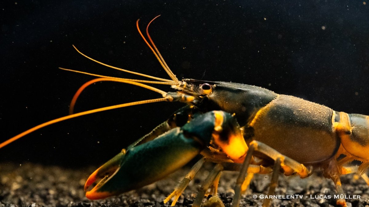 Feuerkrebs / Orange Tip Krebs - Cherax snowden - GarnelenTv-Shop

Feuerkrebs Cherax snowden mit leuchtend orangefarbenen Scheren
