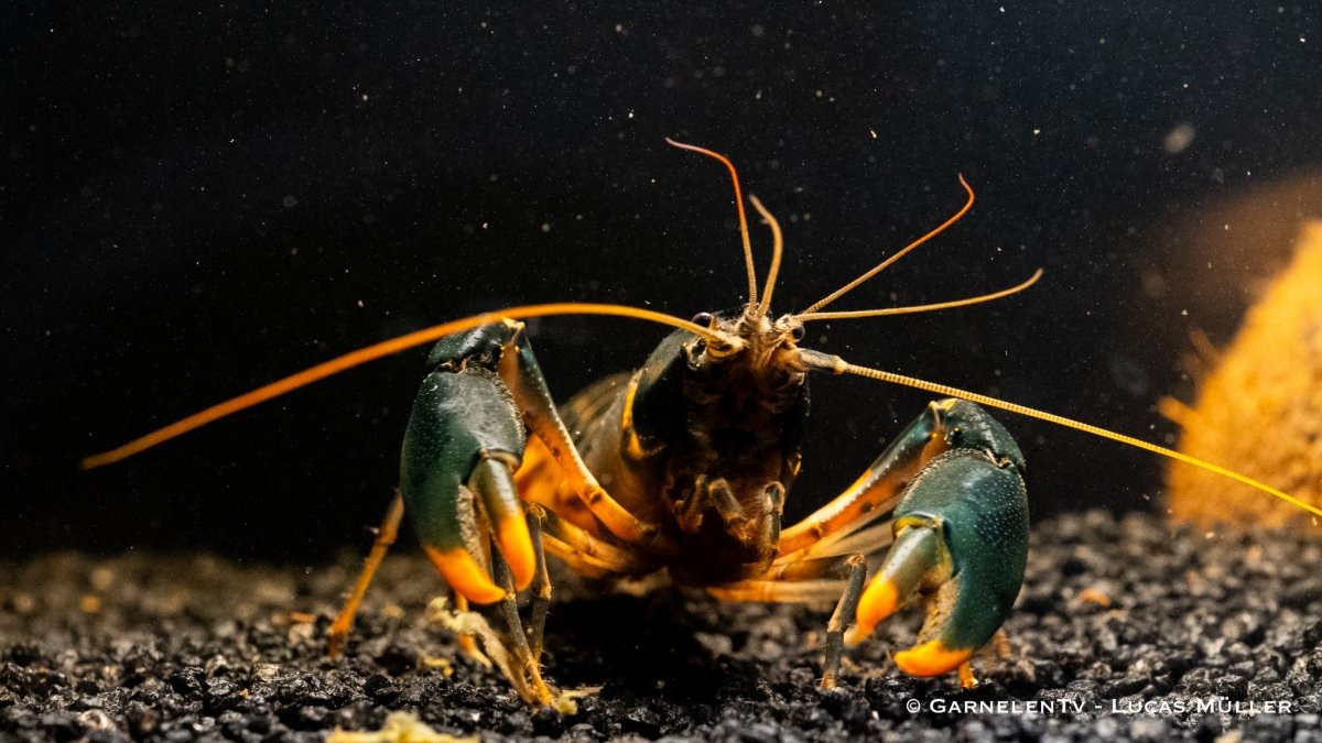 Feuerkrebs / Orange Tip Krebs - Cherax snowden - GarnelenTv-Shop

Feuerkrebs Cherax snowden mit leuchtend orangefarbenen Scheren
